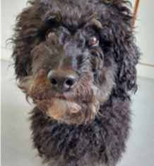 Charly unser Schulhund